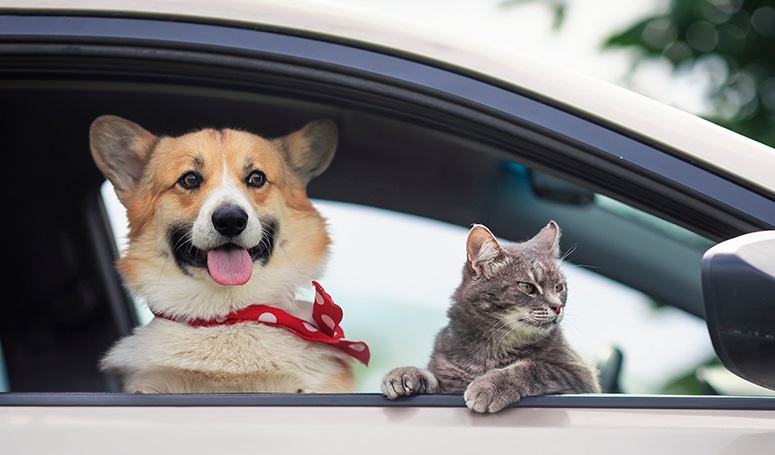 Travelling safely with your pets in the car